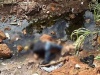  Brasil 