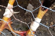  Bebê de 11 meses morre após ataque de galo na fronteira 