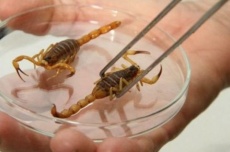  Escorpiões dentro de casa: como evitar acidentes e o que fazer em caso de picada 