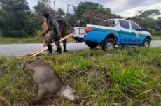  Colisões com antas já mataram 48 pessoas em rodovias de MS desde 2013 