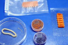  Embrapa produz em laboratório salmão, caviar e anéis de lula veganos 