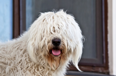  O pelo do seu cachorro esconde mais do que você imagina; entenda 