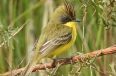  Parque Estadual do Rio Ivinhema lidera ranking nacional em listas de observação de aves 