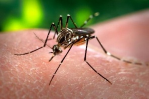 Novo caso de dengue é notificado a cada 3 minutos em MS; estado já tem 36,6 mil e 19 mortes