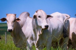 Preço do boi gordo retrai e setor produtivo associa ao novo coronavírus