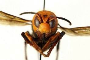 'Se encontrá-las, corra e nos chame!': cientistas alertam para 'vespas assassinas' vistas pela 1ª vez nos EUA
