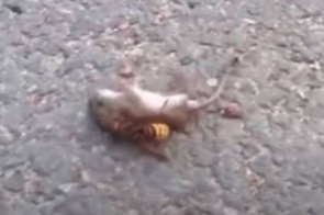 Vídeo mostra vespa 'assassina', que chegou aos EUA, matando rato em menos de um minuto