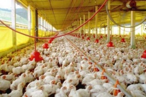 Exportações de celulose, soja e carne de aves crescem e superávit de MS atinge US$ 979 milhões