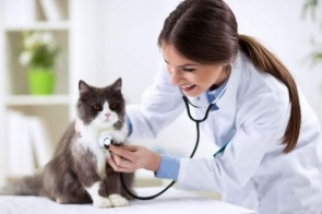 A mastite em gatas - Sintomas e tratamento