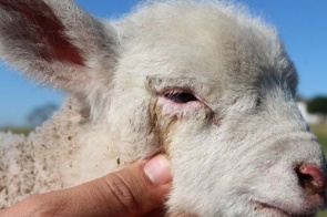 Tempo seco contribui para aumento de casos de conjuntivite em ovinos