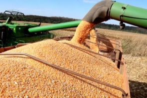 China é o destino de 79% da soja exportada pelo Mato Grosso do Sul