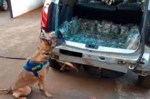 Cães farejadores encontram skunk em Duster com placas falsas
