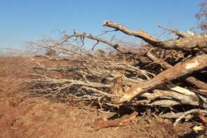 Homem é autuado por desmatar 12,3 hectares de vegetação nativa de cerrado