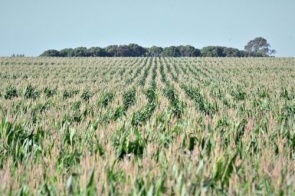 Após contratempos no plantio, milho tem clima favorável para o desenvolvimento em MS