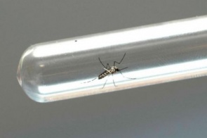 Fiocruz retoma projeto com mosquitos que combatem a dengue
