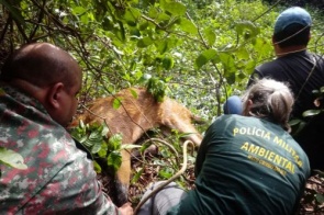 Cervo-do-pantanal é resgatado às margens da rodovia para tratamento