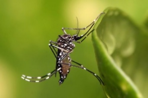 MS apresenta mais de 1 mil casos notificados de dengue em uma semana