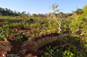 Assentados são autuados por desmatamento e exploração ilegal de madeiras