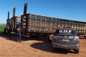 Caminhões são apreendidos com quase 4 toneladas de maconha