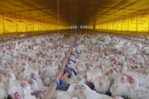 Exportações de carne de aves em MS aumentam em 25% no primeiro semestre