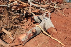 Fazendeiro leva multa de R$ 10,3 mil por exploração ilegal de madeira