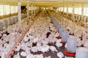 Exportação de frango cresce 35% e rende US$ 125,3 milhões para MS