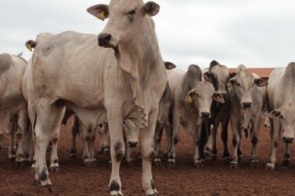 Sexto maior exportador de carne bovina do país, MS tem mais de 7 cabeças de gado por habitante