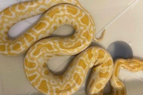 Após acidente com naja, criadores entregaram voluntariamente sete serpentes ao CRAS