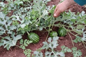 Case de MS vira estudo para o Brasil cultivar melancia com menos riscos
