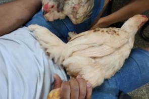 Suspeito de furtar galinhas em aviário é preso no interior de MS