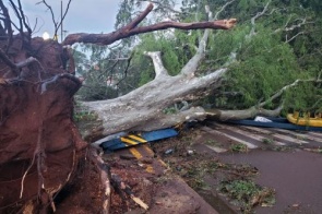 Árvores derrubadas obstruem ruas em Dourados e bairros estão sem energia após temporal