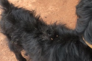 Maus-tratos contra três cães geram multa de R$ 1,5 mil a responsável
