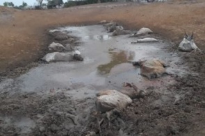 PMA autua pecuarista em MS por maus tratos ao deixar 236 cabeças de gado sem alimento