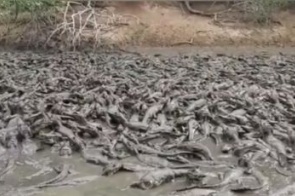 Seca no Pantanal forma rio de jacarés, que podem virar canibais por falta de comida