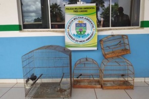 Polícia Militar Ambiental multa em R$ 4,5 mil homem que mantinha ilegalmente nove pássaros silvestres