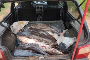 Homem é surpreendidos com 70 quilos de peixes capturados na piracema 