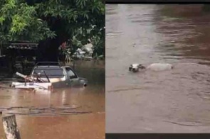 chuva faz rio transbordar e água cobre casas, carros e leva vaca em cidade de MS