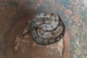 Serpente de 2 metros é capturada em galinheiro de quintal de casa
