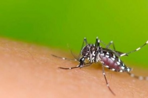 Segue para sanção do governador Plano de Contingência contra mosquito