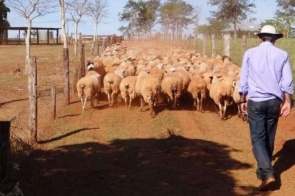 Preço do quilo vivo de ovinos em MS tem crescimento de quase 20% em um ano