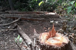 Administrador é multado por derrubada de árvore e exploração de madeira