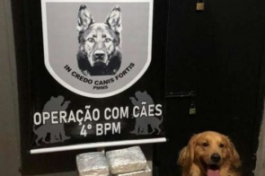 Cão detecta droga em mochila e jovem é preso por tráfico