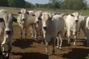 Polícia Civil recupera 35 cabeças de gado furtadas de fazenda em Cassilândia