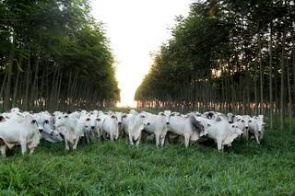 Brasil já desenvolve técnicas para reduzir emissão de metano na pecuária
