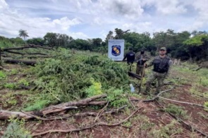 Polícia destrói 2 hectares de plantação de maconha na fronteira
