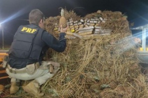 Motorista é preso com 844 kg de drogas escondidas em carga de abacaxi