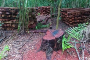 Mulher é autuada por degradação e exploração de madeira de área protegida para plantio de pastagem