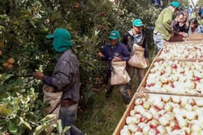 Colheita de maçã no sul empregou quase 8 mil indígenas de MS