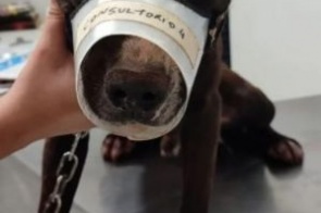 PMA de Dourados autua em R$ 1 mil homem que tentou castrar cachorro sem habilitação profissional e sem anestesia