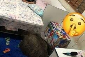 Família encontra tamanduá dormindo dentro de quarto de residência